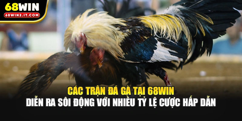 Các trận đá gà tại 68WIN diễn ra sôi động với nhiều tỷ lệ cược hấp dẫn